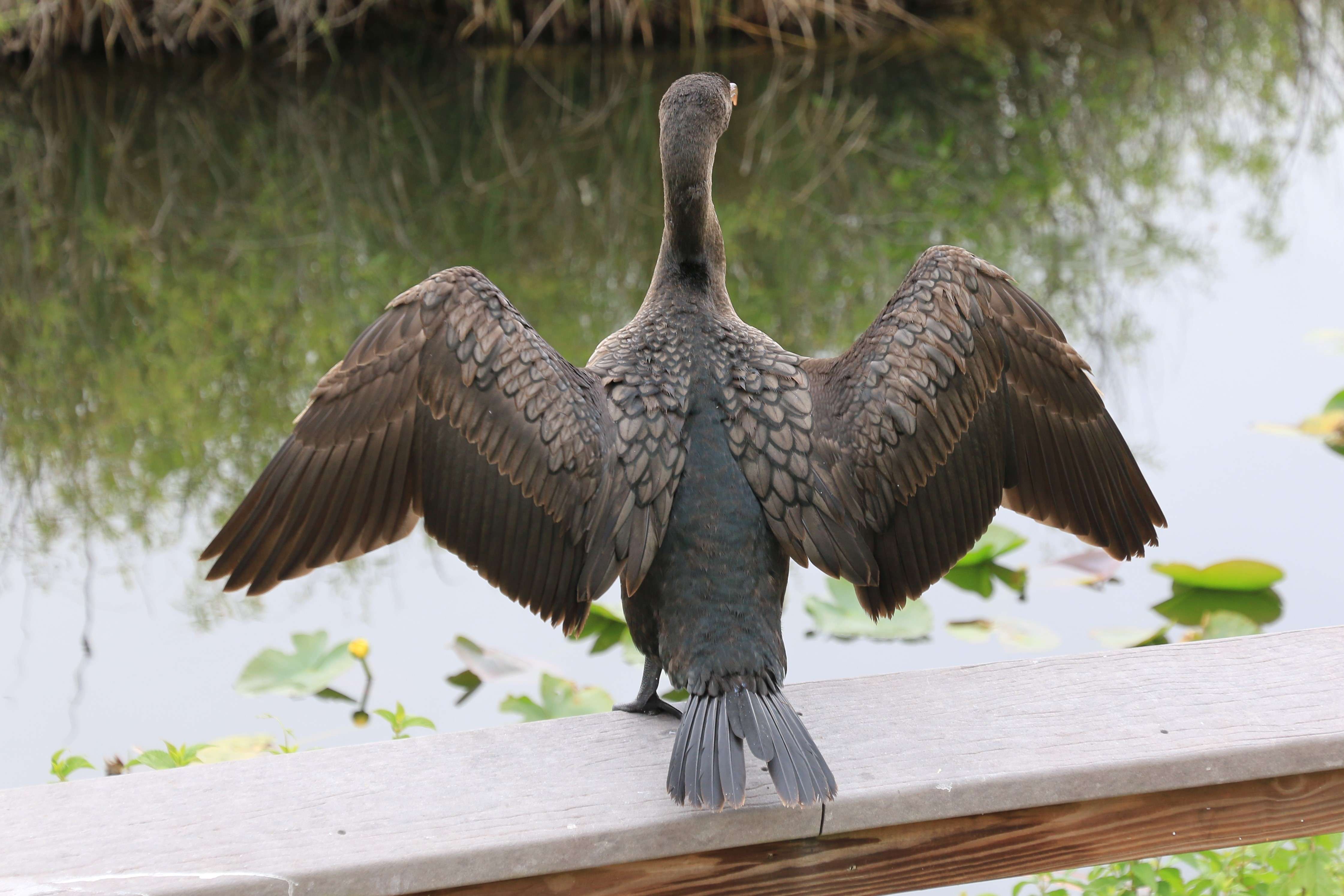 A cormorant drying her wings